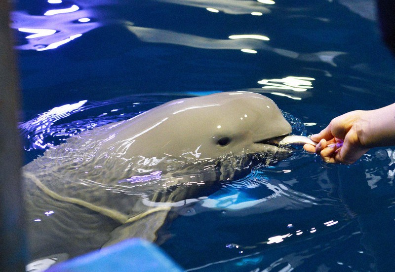 スナメリ赤ちゃん命名 ワカバ ２１８５通応募 鳥羽水族館 三重 毎日新聞