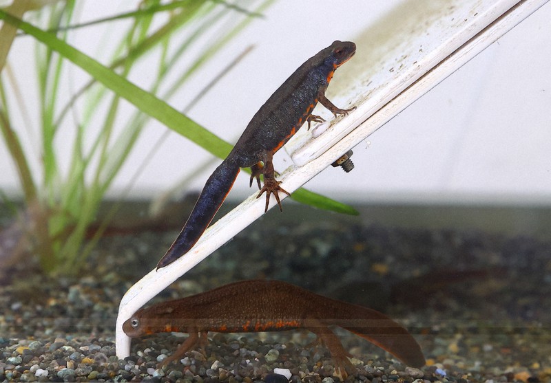 今年もカエルとイモリの天気予報対決 6月前半の的中率は 鳥羽水族館 毎日新聞