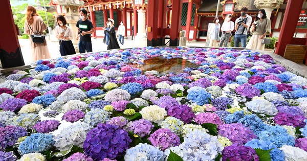 花手水にアジサイ浮かび 色鮮やかに涼 太宰府天満宮 写真特集4 9 毎日新聞 花手水にアジサイ浮かび 色鮮やかに涼 太宰府天満宮 写真特集4 9 毎日新聞