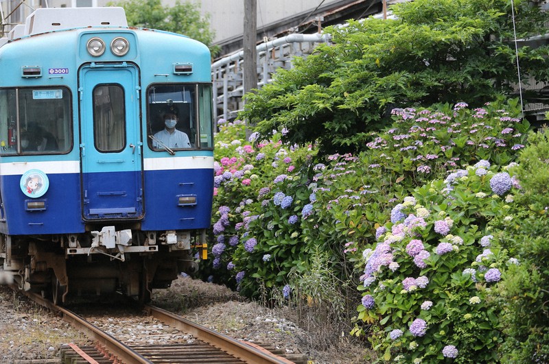 アジサイ300株見ごろ 厳しい経営の銚子電鉄に彩り コロナで乗客数激減 毎日新聞