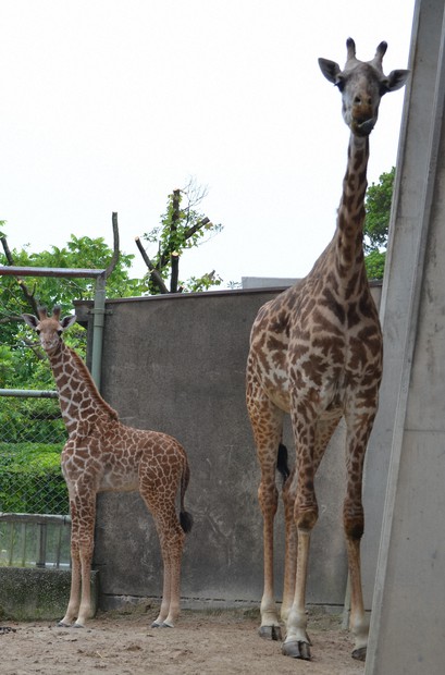 まもなく新しい命 南九州で紡ぐ貴重なマサイキリンの物語 | 毎日新聞