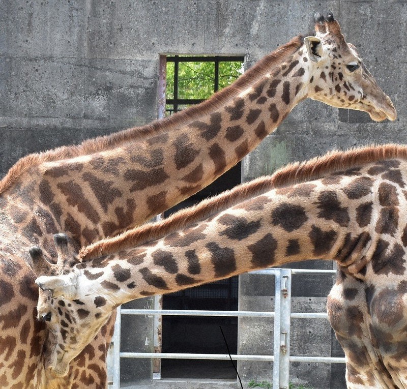 リポート２０２０ 宮崎のマサイキリン近く出産 南九州で紡ぐ命の物語 国内わずか２頭の雌は１頭に 宮崎 毎日新聞