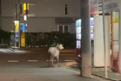 市街地に出没したカモシカ＝盛岡市中ノ橋通1で