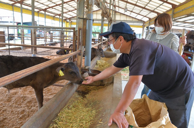 子牛に飼料をやる宮崎県の和牛繁殖農家。関東や関西など大消費地の需要低迷で取引価格が下落している=宮崎県都城市高城町石山で2020年5月26日午後1時18分、上入来尚撮影