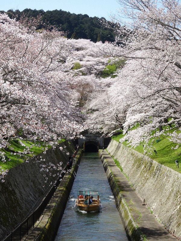 満開の桜の下、運航する「びわ湖疏水船」=琵琶湖疏水沿線魅力創造協議会提供
