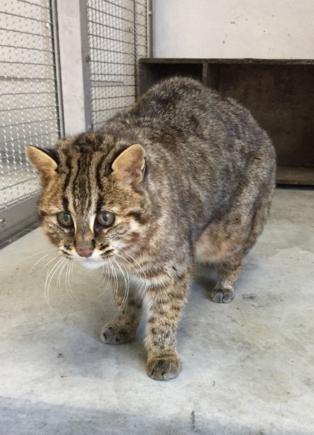 絶滅危惧種のツシマヤマネコ死ぬ 富山市ファミリーパークで飼育の
