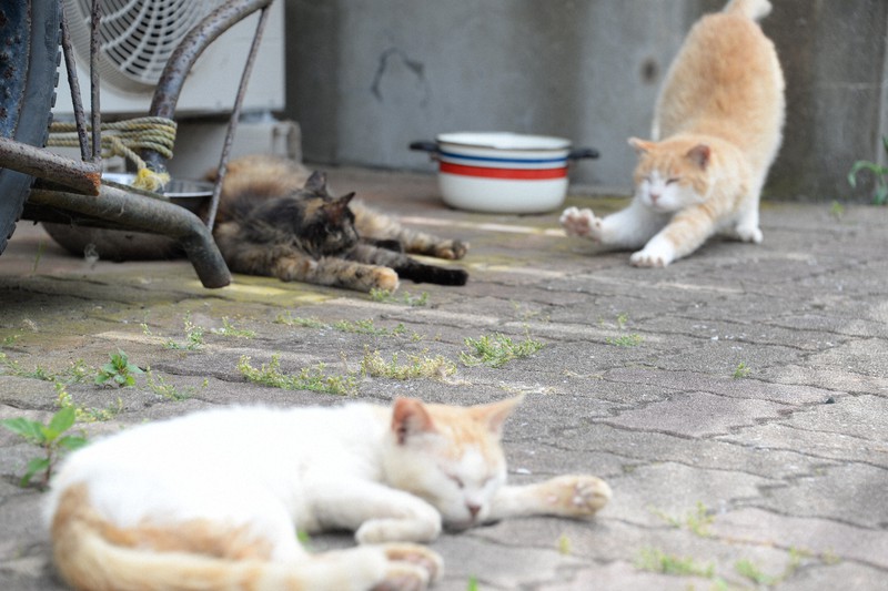 いよ新八景 ３密もソーシャルディスタンスも無縁 愛媛 青島 猫の楽園 コロナ禍で客激減 写真特集3 4 毎日新聞