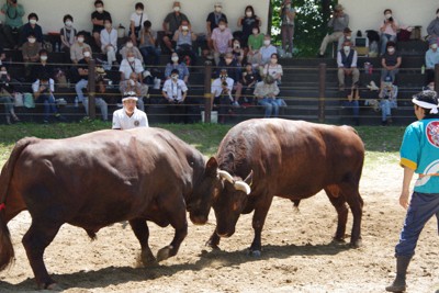 雄牛の角 激しいぶつかり合いに大きな拍手 「牛の角突き」開幕 新潟・長岡