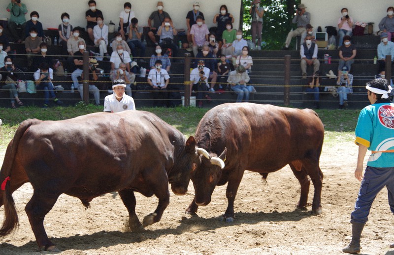 新型コロナ対策をして開催された牛の角突き=新潟県長岡市山古志で2020年6月21日午後1時36分、新井敦撮影