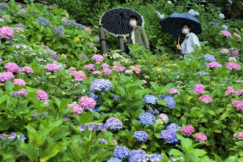 アジサイ 梅雨に映え 鎌倉 長谷寺 予約制導入 神奈川 毎日新聞