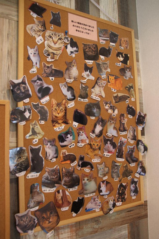 見聞録：保護猫Ｃａｆｅ Ｍｅｅｎｙａ（橿原市） 終生の幸せ願い里親 