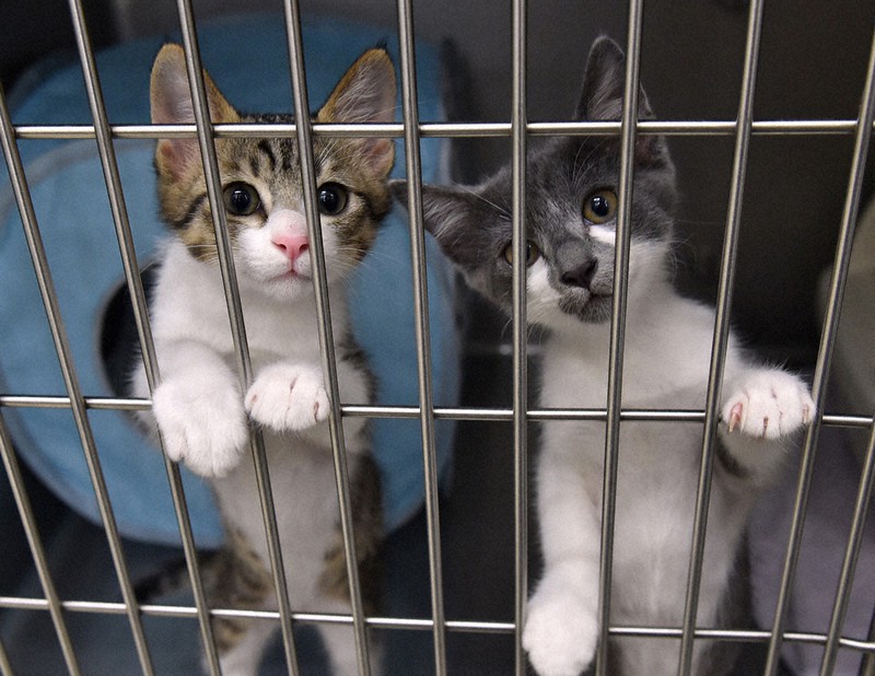 写真館 写真館 小さな命 を守る人たち 子猫を２カ月世話し希望する市民へ譲渡 九州 毎日新聞