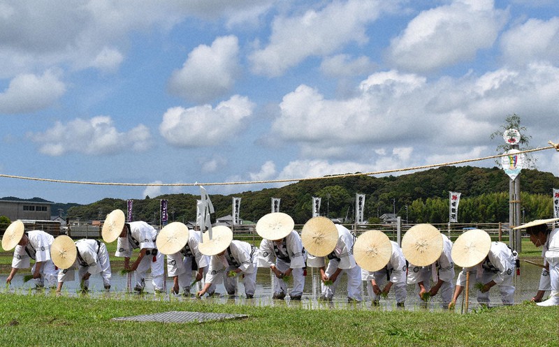 伊雑宮御田植祭の継承を目的に行われた田植え=三重県志摩市磯部町上之郷で