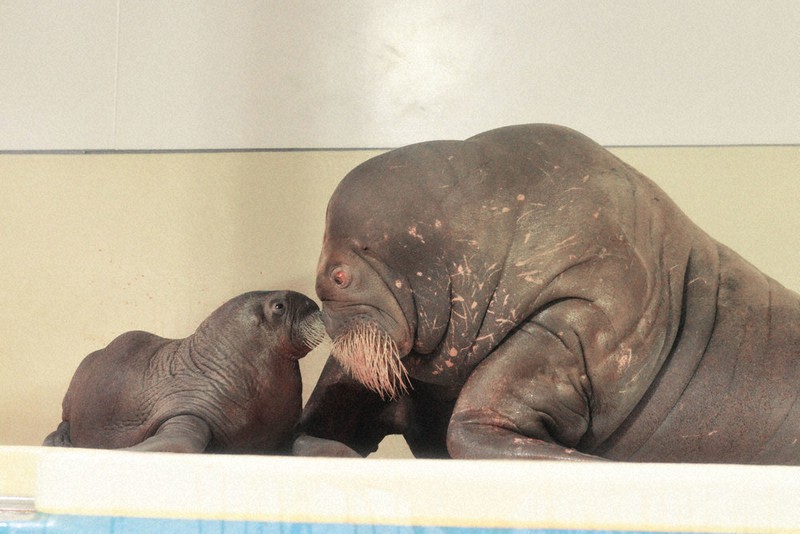 セイウチの赤ちゃん誕生 鳥羽水族館 人工哺育中 三重 毎日新聞
