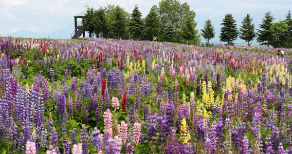 丘一面に色とりどりのルピナス 北海道 上富良野 毎日新聞