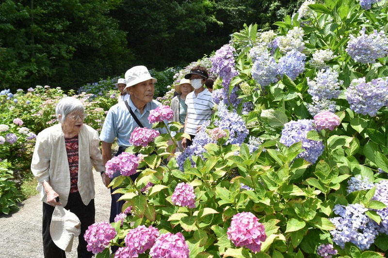 弥勒寺 アジサイで彩り １２００株 見ごろ 名張 三重 毎日新聞