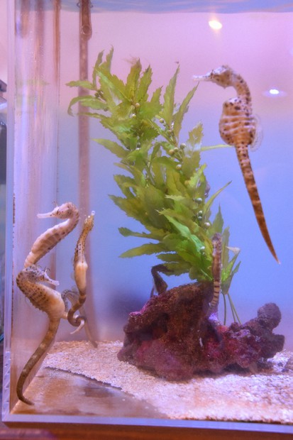 三重・伊勢シーパラダイスに二つの新エリア 「タツノオトシゴのくに