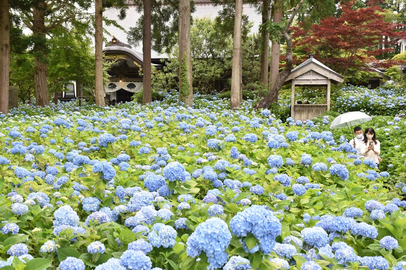 雲昌寺1500株のアジサイ見ごろ 秋田県内在住者に公開 毎日新聞