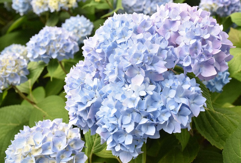 雲昌寺1500株のアジサイ見ごろ 秋田県内在住者に公開 毎日新聞