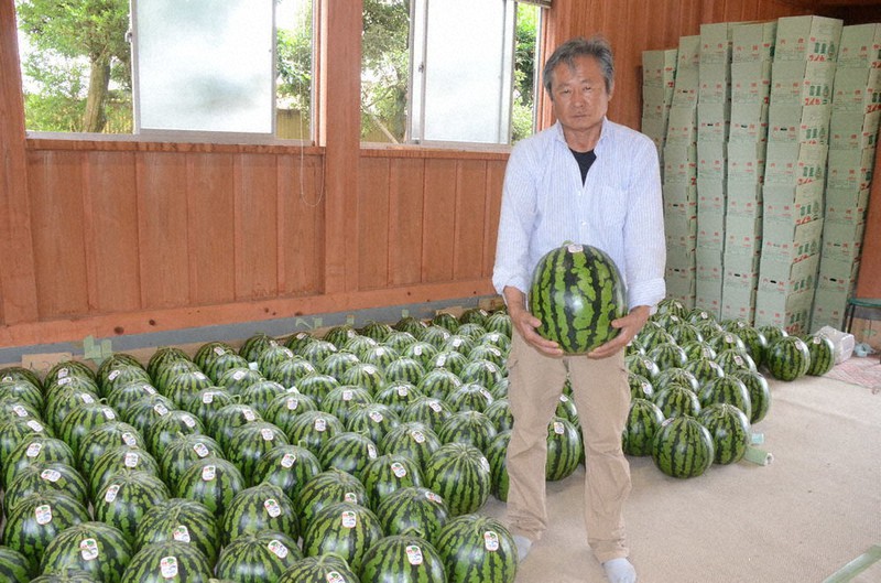 ぐるっと東日本 食べる つながる 千葉 富里スイカ シャリシャリ感が特徴 スマホ活用し品質管理 東京 毎日新聞