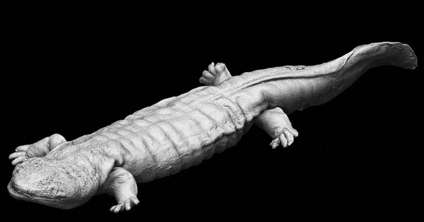 オオサンショウウオ オオサンショウウオ3D標本化 体の断層画像も 大分・宇佐市がHPで