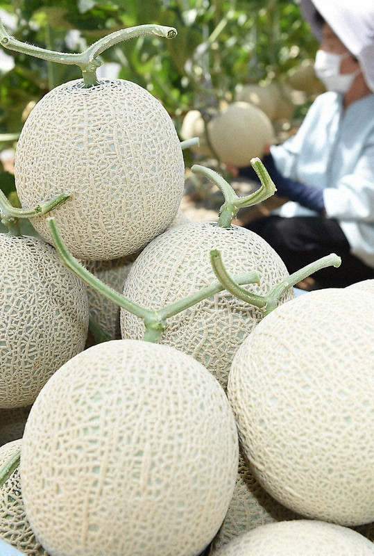 収穫が始まった飛驒地方の夏の味「飛驒メロン」=岐阜県高山市江名子町の林農園で