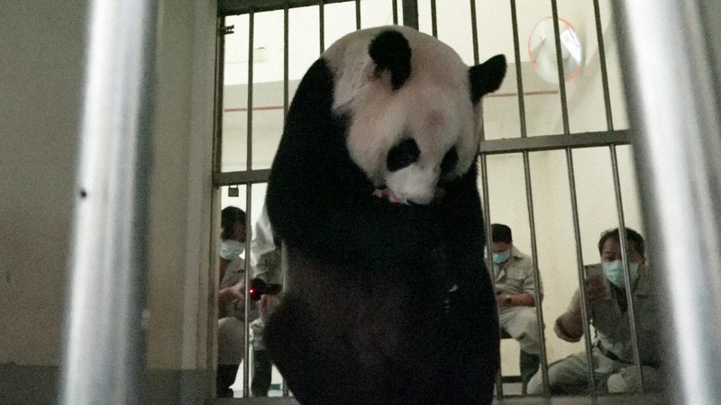 台北市立動物園でパンダの赤ちゃん7年ぶりに誕生 しばらくは人工保育 毎日新聞