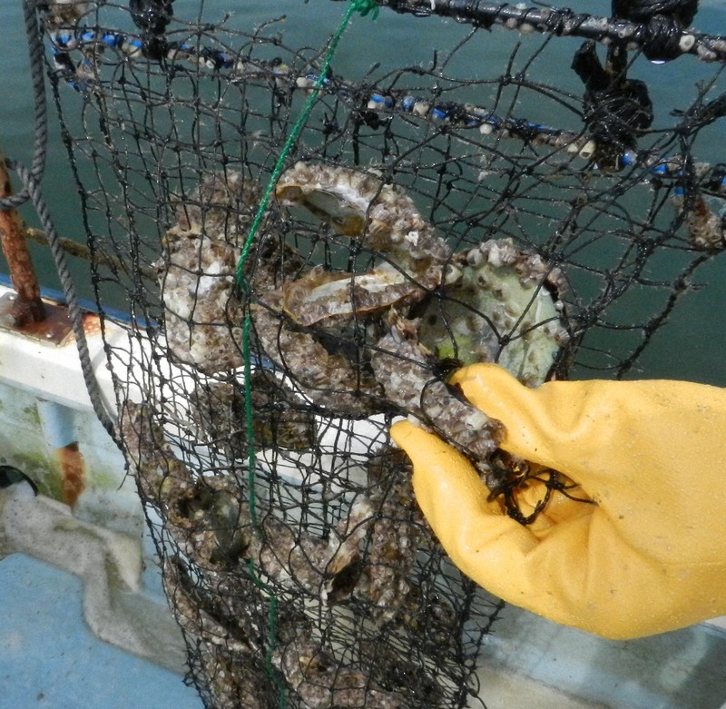 昨年も死んだアコヤガイが多数見つかった=三重県志摩市の英虞湾で2019年、林一茂撮影