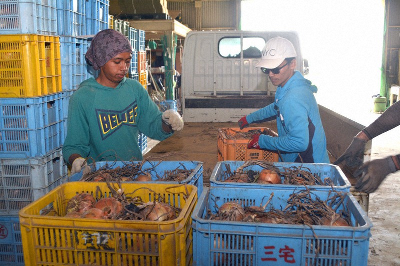 収穫した野菜を倉庫に運び入れるインドネシア出身の技能実習生ら=香川県観音寺市大野原町大野原で、金志尚撮影