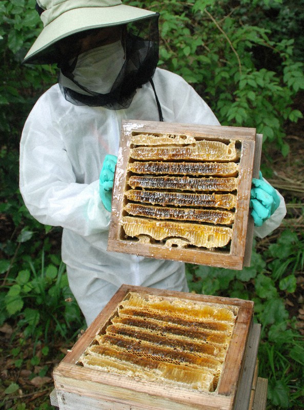 日本ミツバチ 日本蜜蜂 巣蜜 コムハニー 1000g 上級者向け