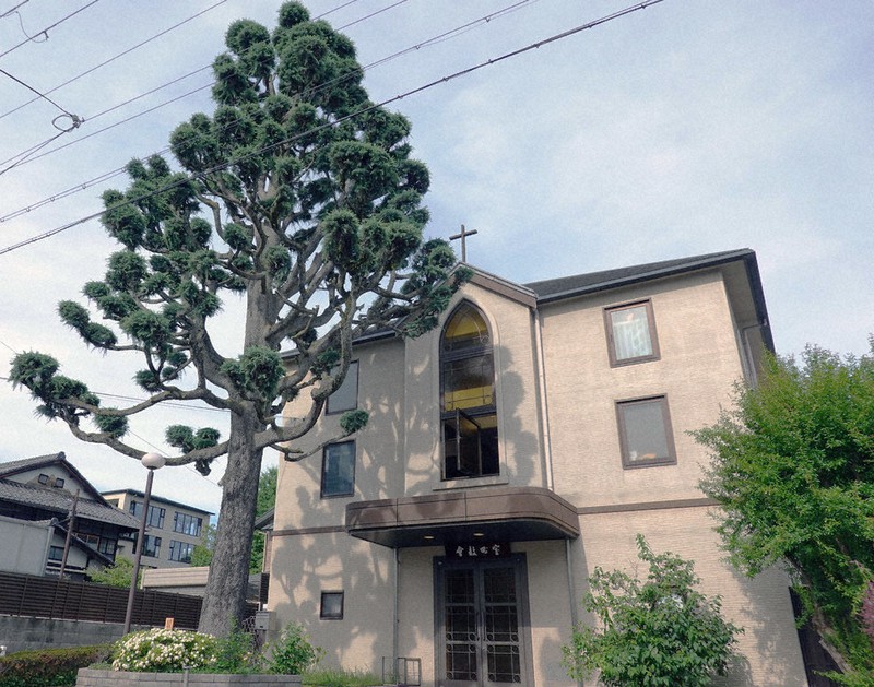 教会のヒマラヤスギは上京区民誇りの木に指定されている=京都市上京区の室町教会で、矢倉健次撮影