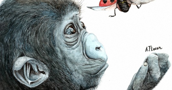 West Japan 'gorilla artist' holds exhibition after midlife