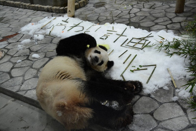 七夕の出会いから年 子だくさんパパパンダ 永明と良浜にササ飾り 和歌山 毎日新聞