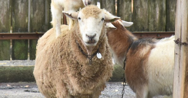 ◎羊とヤギページ◎ 大阪「ワールド牧場」日本初の “ヤギとヒツジの異種間自然交配の子供