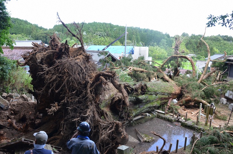 神木倒木「けが人なし救い」 樹齢1200年、片付け作業 岐阜・瑞浪