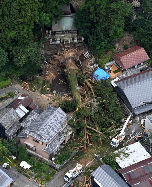 神木倒木「けが人なし救い」 樹齢1200年、片付け作業 岐阜・瑞浪