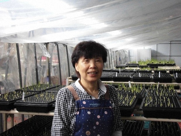 温室栽培の芽子にんにくとウインド・ファームの丸山節子社長