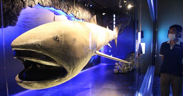 大きな口ぱっくり メガマウスザメ 沼津の水族館 剥製で一般公開へ 毎日新聞