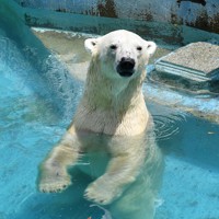社会：真夏日でさらにおいしい ホッキョクグマ「ゴーゴ」に氷柱