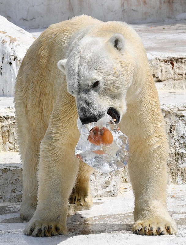 リンゴ入りの氷柱にかじりつくホッキョクグマの「ゴーゴ」=大阪市天王寺区の天王寺動物園で、北村隆夫撮影