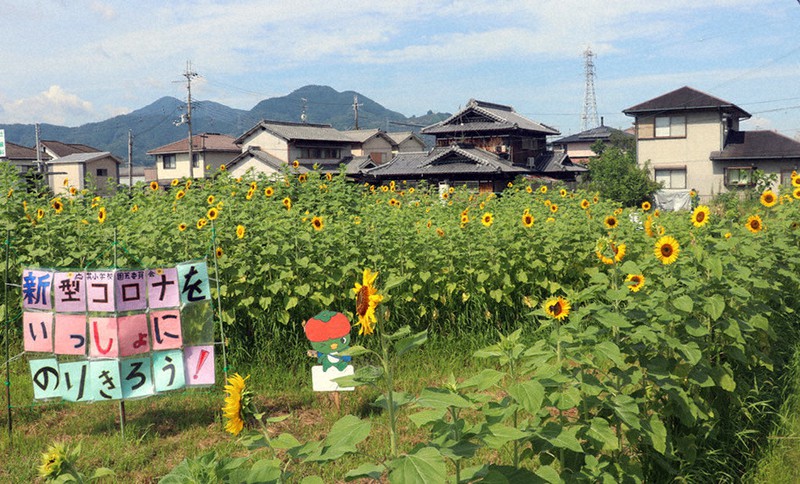 ヒマワリの 形 元気をもらって ２５ ２６日観望会 橋本 和歌山 毎日新聞