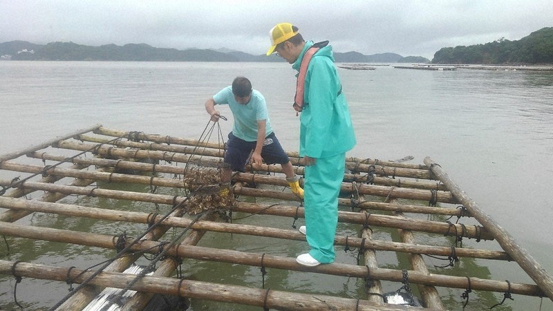 養殖カキをかごに入れ調査海域につるす関係者=三重県鳥羽市桃取地区で(同市提供)