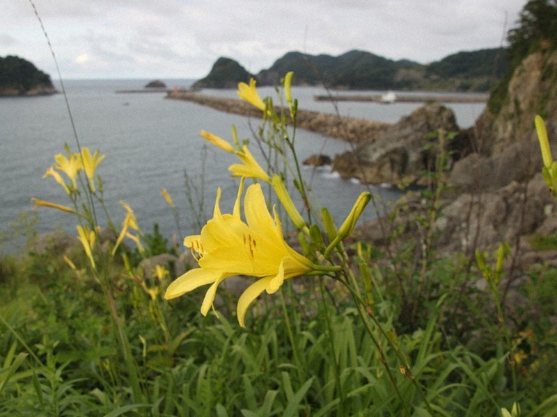 ユウスゲの花 潮風に揺れる 香美 岡見公園 兵庫 毎日新聞