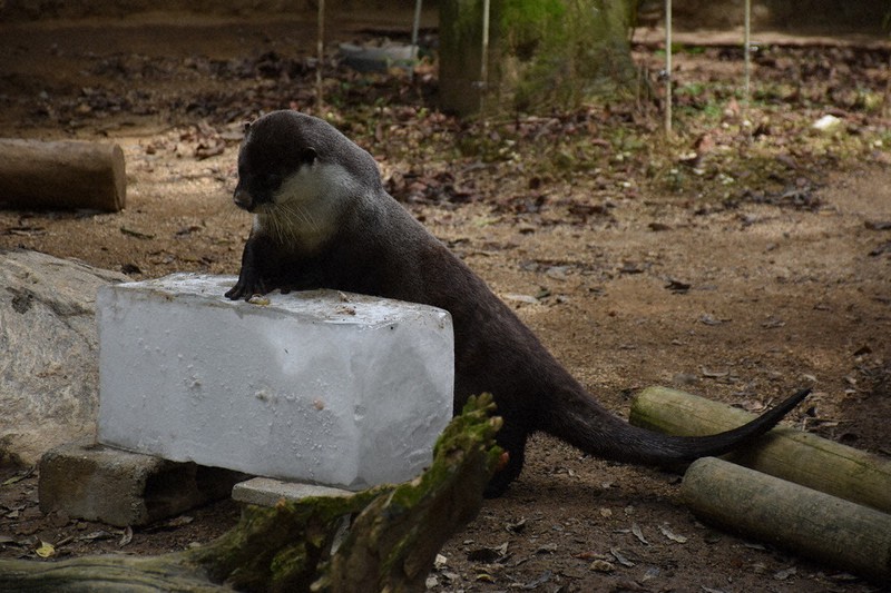 氷を楽しむカワウソ=高知県香南市の県立のいち動物公園で2020年7月23日午後1時40分、松原由佳撮影