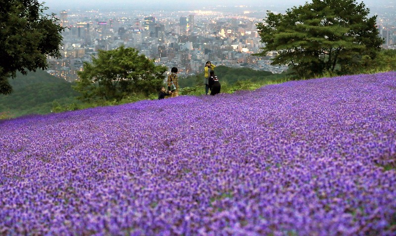 ラベンダー見頃 北海道・幌見峠 [写真特集6/5] | 毎日新聞