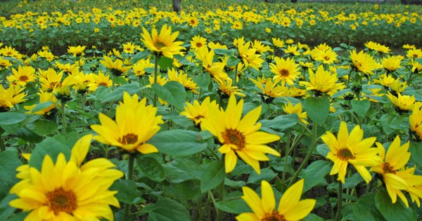 冬にひまわり咲かせよう 家庭栽培 ｓｎｓで共有 寒川町観光協 参加者募集 神奈川 毎日新聞