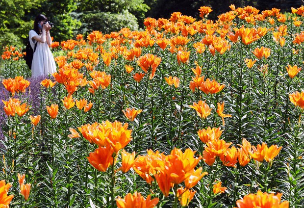 World of Lily Gardens' delights visitors at flower park in Sapporo