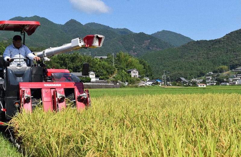 紀宝町で早場米の稲刈りが始まる 三重 毎日新聞