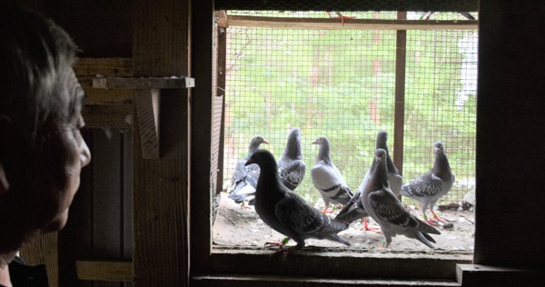 広島平和記念式典での「放鳩」中止 コロナで伝書バト訓練できず | 毎日新聞