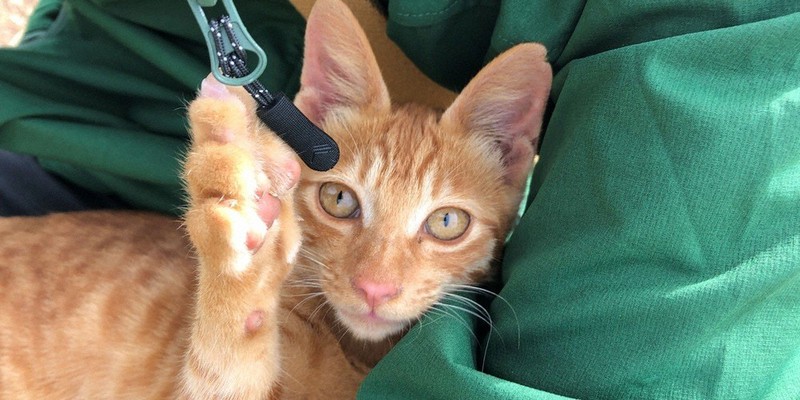 猫リズム カメラに向かってイェイ 猫写真家 久方広之 毎日新聞